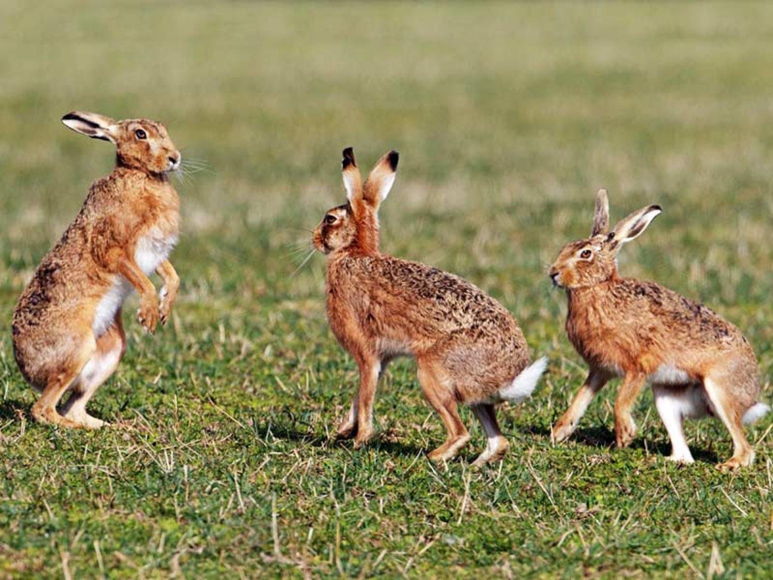 Найди 3 зайца. Отряд зайцеобразные кролики. Отряд зайцеобразные (Lagomorpha).. Зайцеобразные млекопитающие. Зайцеобразные представители заяц.