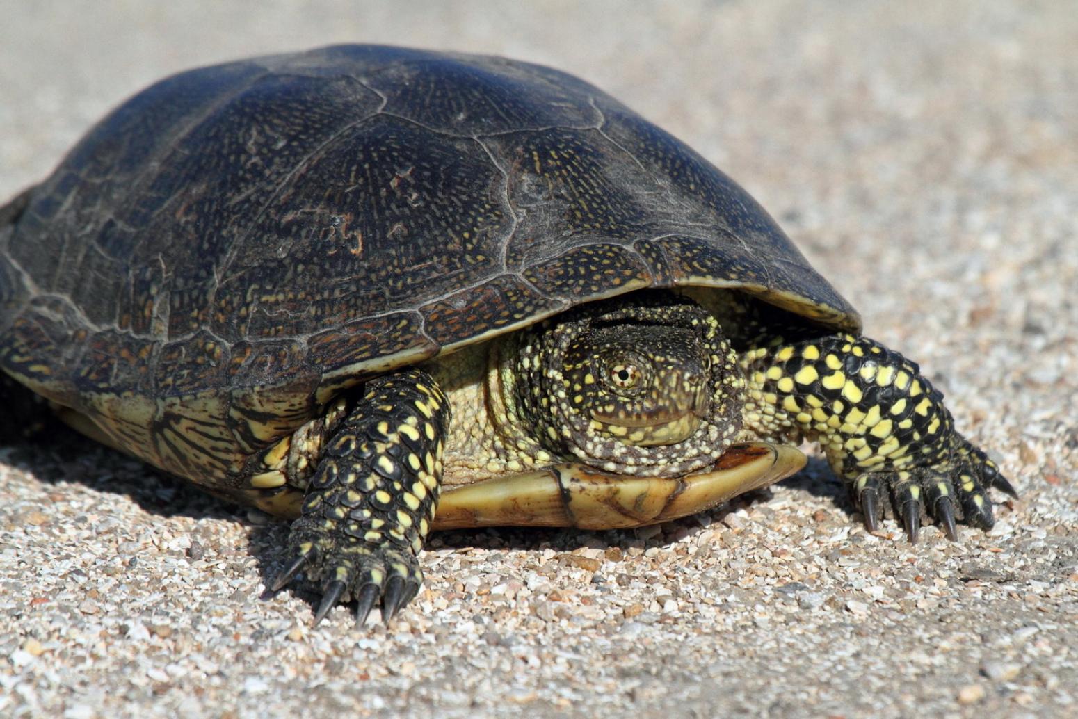 Посмотрим черепахи. Европейская Болотная черепаха. Болотная черепаха Крым. Красноухая Болотная черепаха. Среднеазиатская Болотная черепаха.