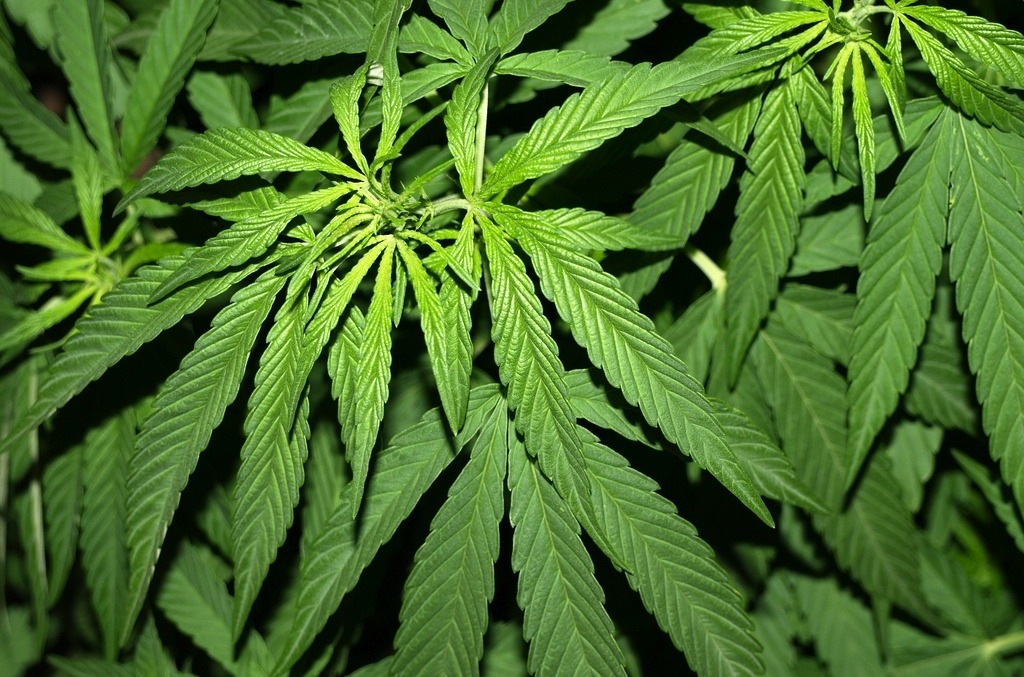 Растет ли в краснодаре марихуана сколько дней держится марихуана в