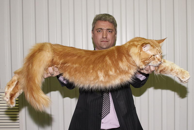 Краснодарцы увидят самых больших домашних кошек в мире | Югополис