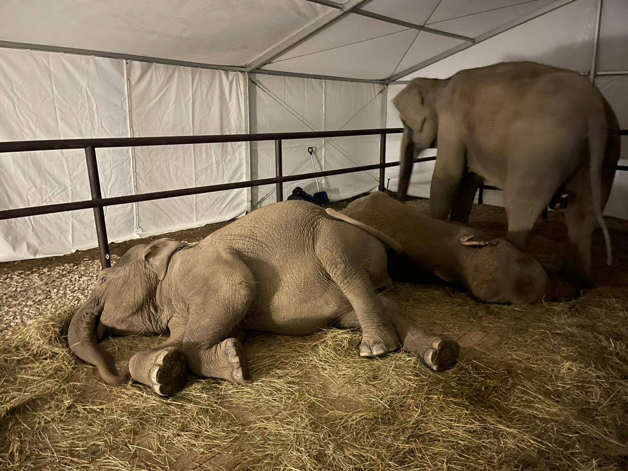 Фото: t.me/elephantparkrussia